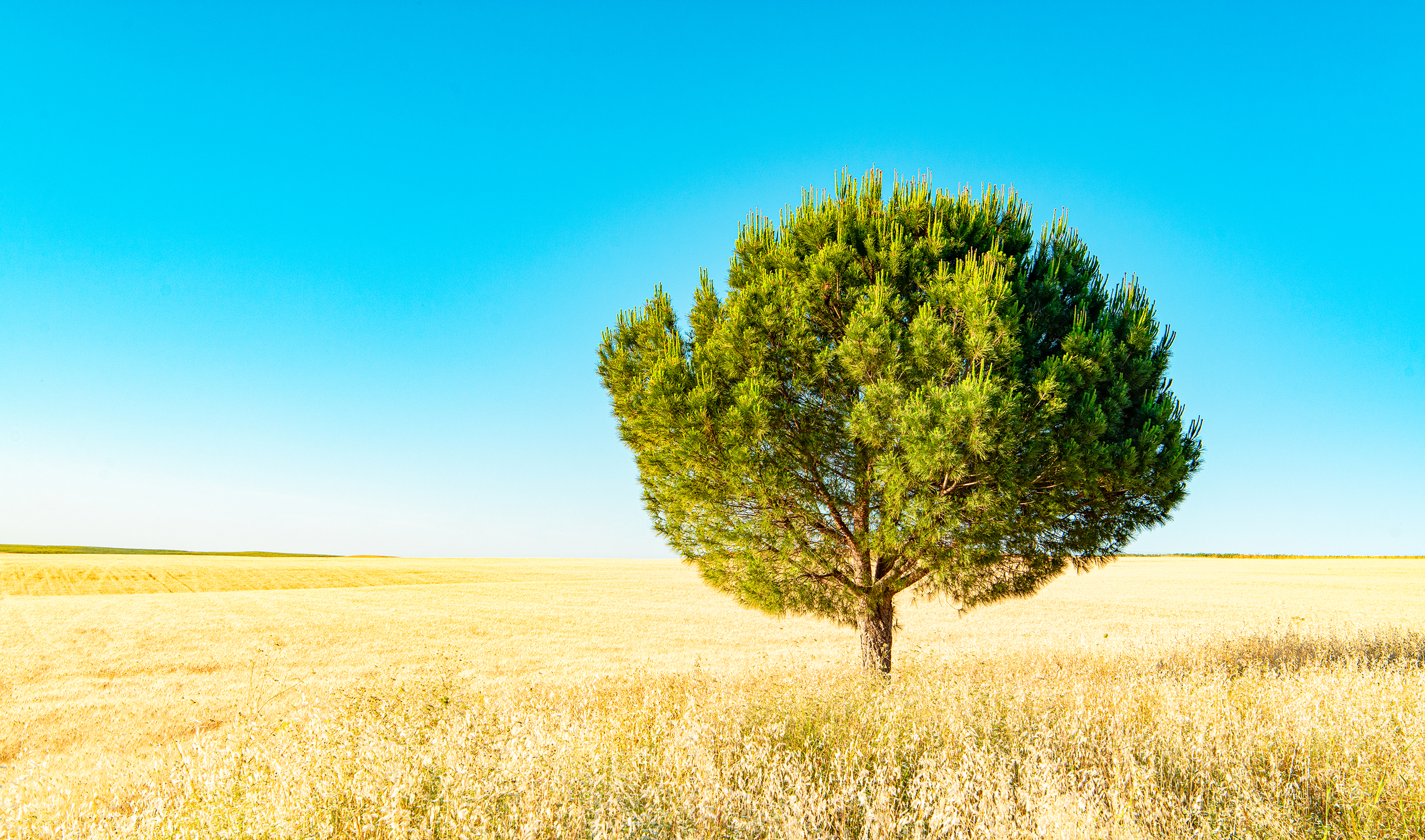 Solitary tree in a field